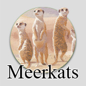 Counted cross stitch meerkats
